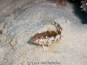 Saddle Blenny turn around at Bari Reef by Lisa Hinderlider 